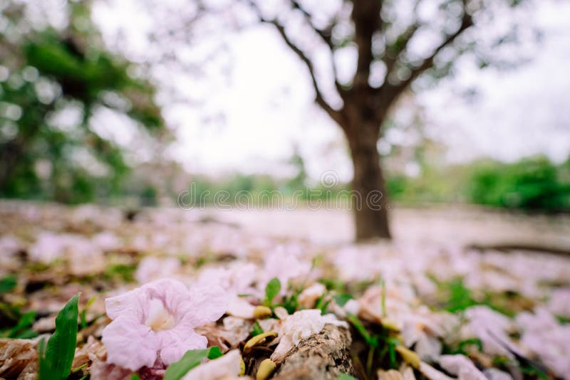 280 All Over Flowers Pattern Stock Photos Free & RoyaltyFree Stock