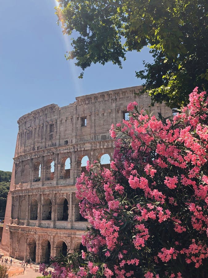 230 Colosseum Flowers Stock Photos - Free & Royalty-Free Stock Photos ...