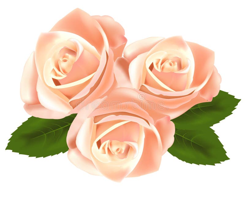 Beautiful pink flowers with leaves. vector illustration