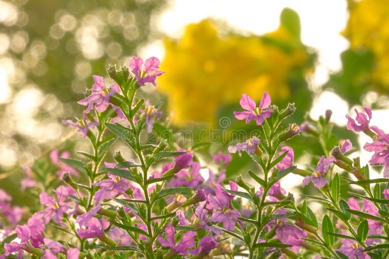 Beautiful Pink Flowers with Morning Sun. Back Light Stock Image Image