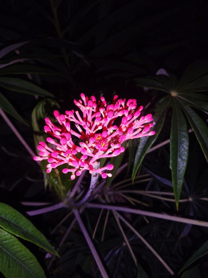 Beautiful Pink Flowers at Night Garden Stock Photo Image of garden