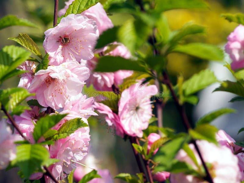 Beautiful Pink Flowers - Prunus Triloba, Flowering Almond Tree Stock ...