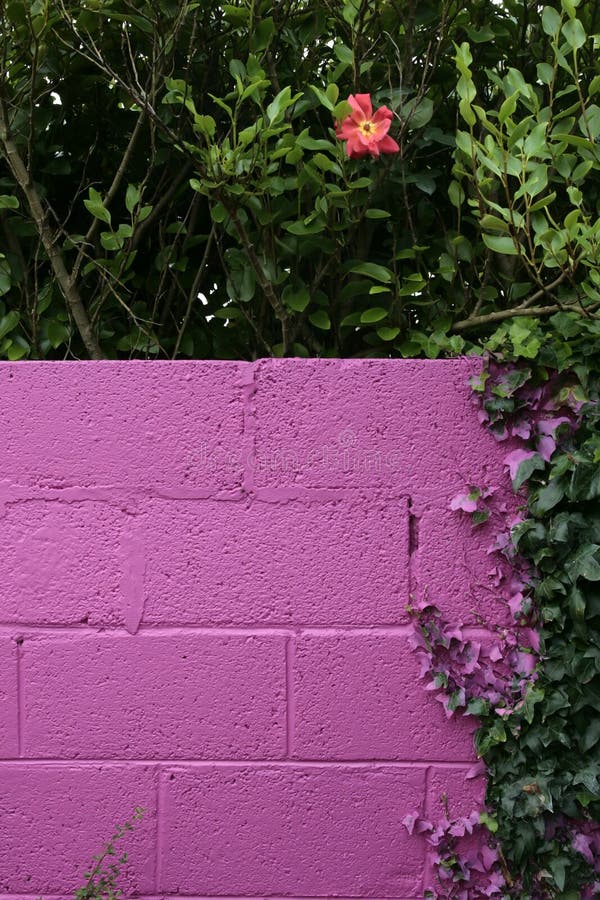 Beautiful pink garden wall stock image. Image of colorful 30426391