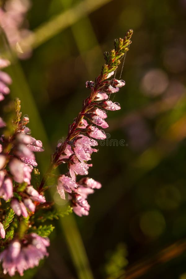 Bellissimo rosa crescente pantano mattina la luce.