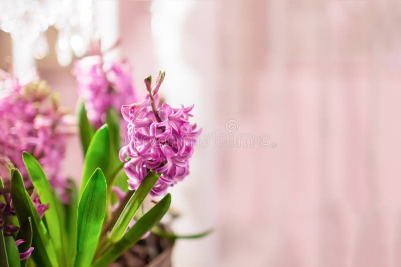 Download Purple Hyacinth Flower Android Wallpaper | Wallpapers.com