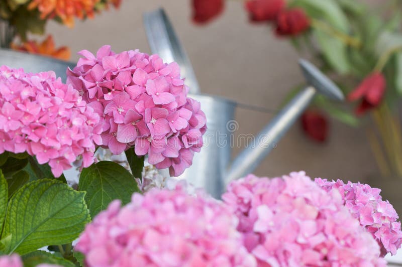 Beautiful Pink Hydrangea Blossoms