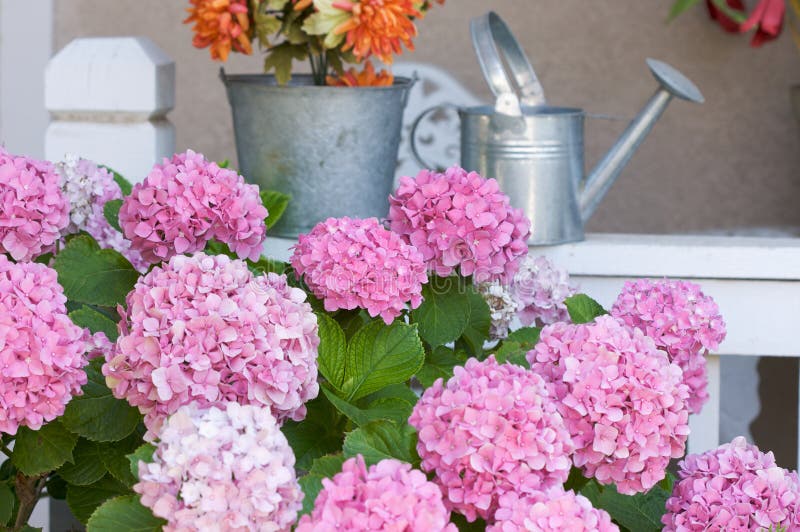 Beautiful Pink Hydrangea Blossoms