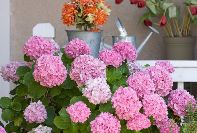 Beautiful Pink Hydrangea Blossoms