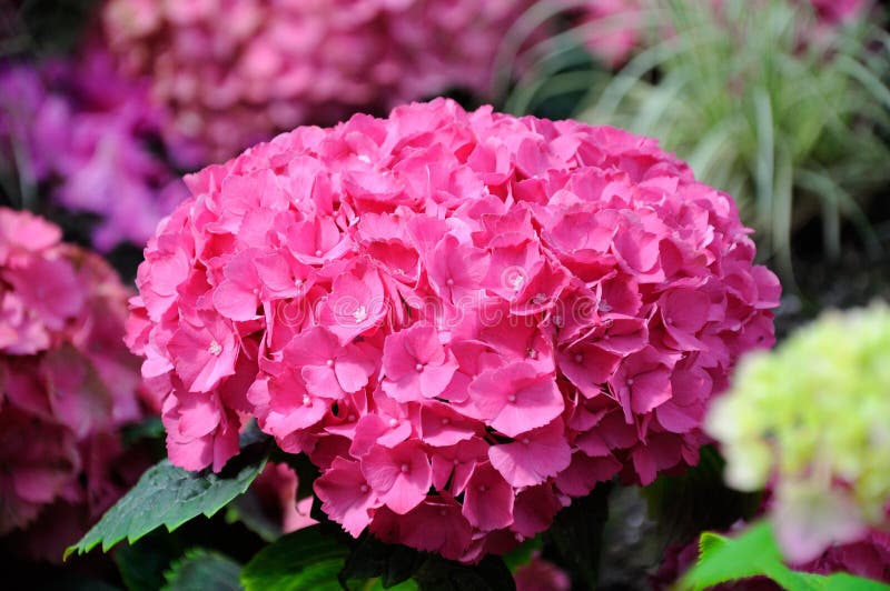 Beautiful Pink Hydrangea Flowers Stock Photo Image of beautiful