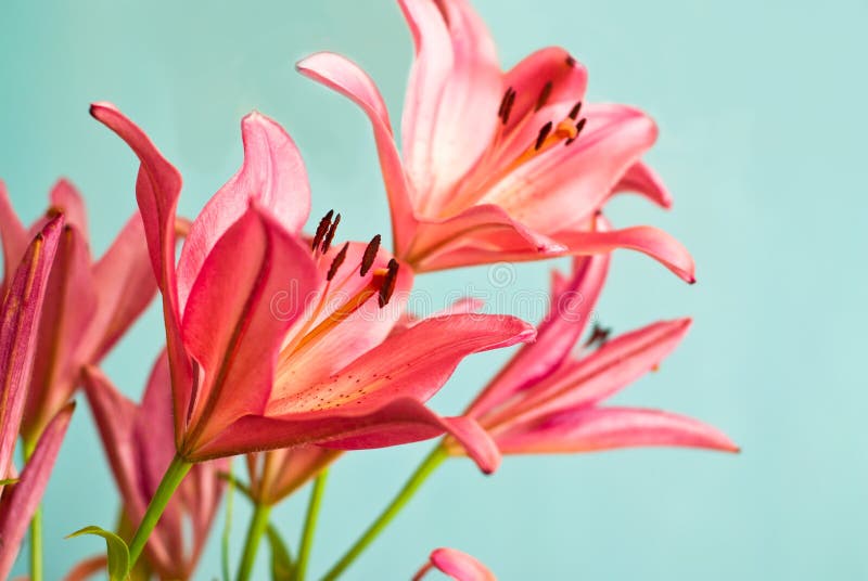 17,808 Pink Lilies Background Stock Photos Free & RoyaltyFree Stock