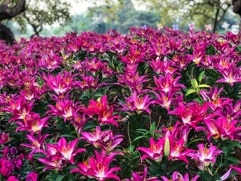 Beautiful pink Lily flower royalty free stock photos Beautiful pink Lily flower royalty free stock photos