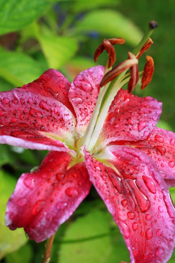 Beautiful pink lily in the garden