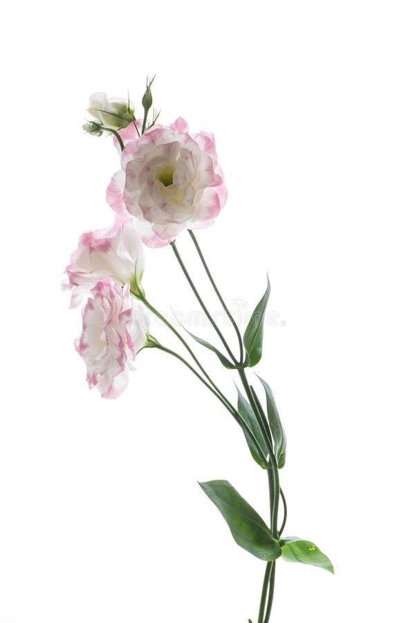 Lisianthus stock image. Image of bright, beauty, petal - 21534829