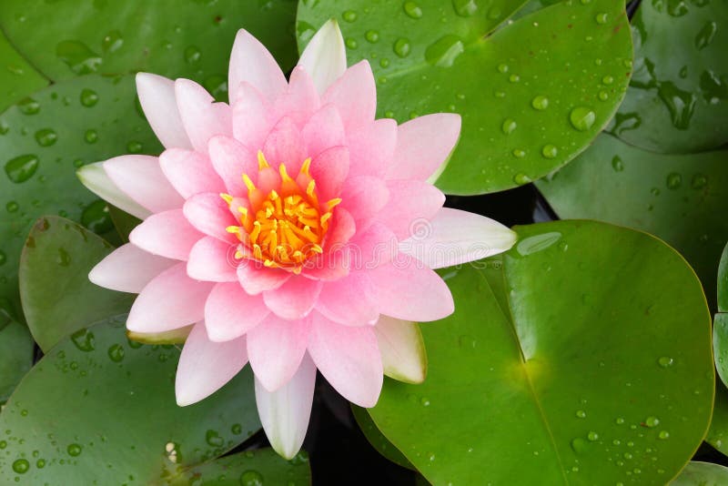 Beautiful Pink Lotus Flower Blooming Stock Image Image of nature, leaf 27016729