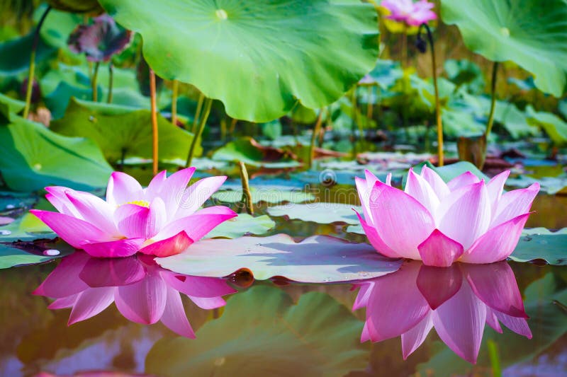 156,160 Lotus Flower Stock Photos - Free & Royalty-Free Stock Photos from Dreamstime 156,160 Lotus Flower Stock Photos - Free & Royalty-Free Stock Photos from Dreamstime