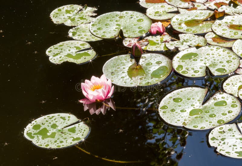 The beautiful pink lotus flowers or water lilies in the pond after the rain on the sunny summer day. stock image The beautiful pink lotus flowers or water lilies in the pond after the rain on the sunny summer day. stock image