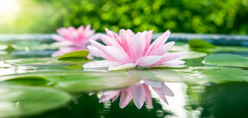 Beautiful Pink Lotus, water plant with reflection in a pond