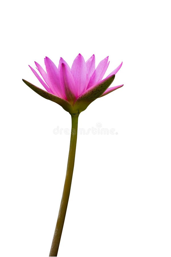 Pink Lotus Blossom Picture. Image 2755105