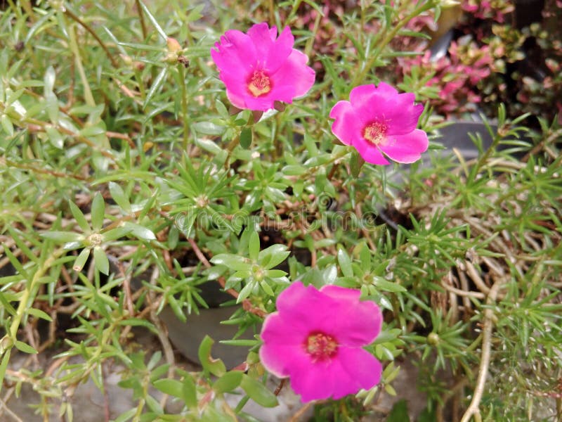 Beautiful Pink Moss Rose Flowers with Green Leaves Stock Image - Image ...