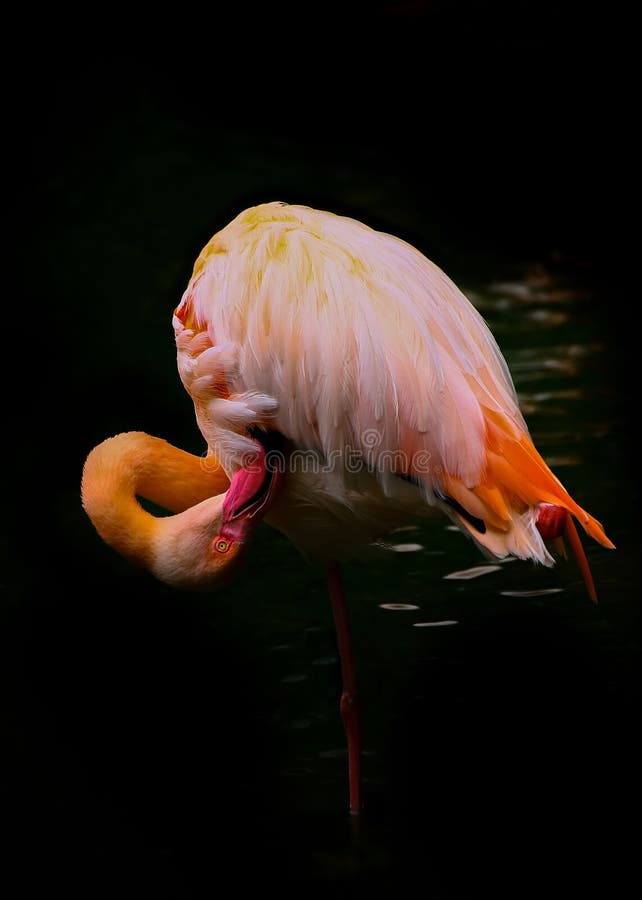 Pruning pink flamingo bird against black background royalty free stock photography.