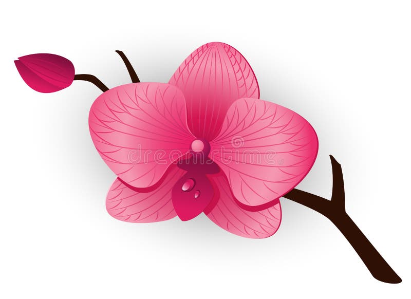 Beautiful pink Orchid royalty free illustration