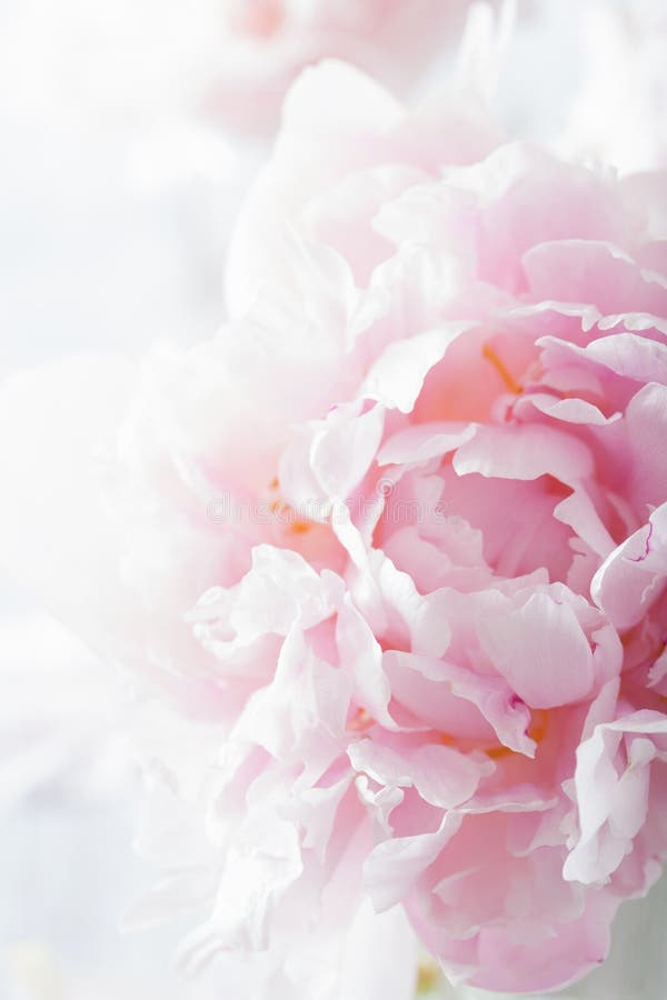 Beautiful Pink Peony Flower Background Stock Image Image of beauty