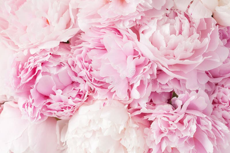 Beautiful pink peony flower background