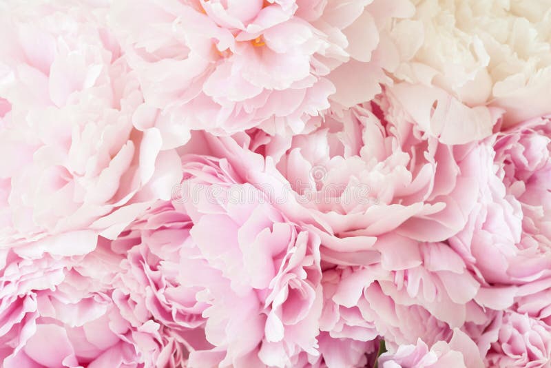 Beautiful pink peony flower background