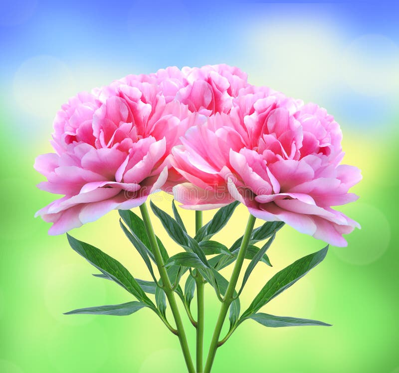 Beautiful Pink Peony Flowers Over Nature Stock Photo Image of