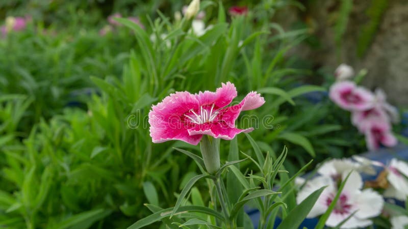 Beautiful pink petals of Dianthus flower blooming on green leaves, know as other names are Indian pink, China pink and Rainbow pink, is an annual flowering bush in Caryphyllanceae family in botanical plant