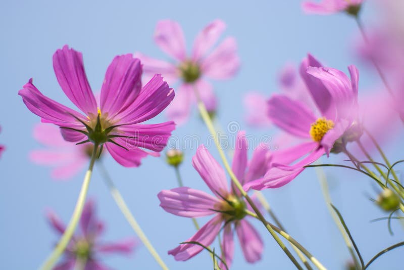 Beautiful pink or purple cosmos Cosmos Bipinnatus flowers garden in soft focus at the park with blurred cosmos flower on blue sk