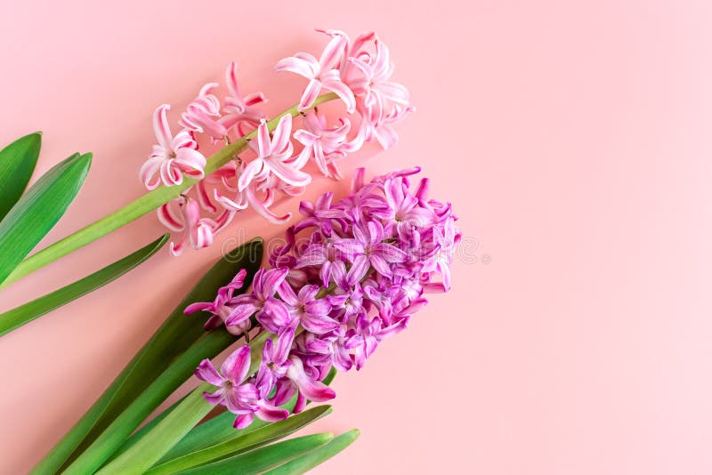 Beautiful Pink and Purple Hyacinth Common Hyacinth, Garden ...