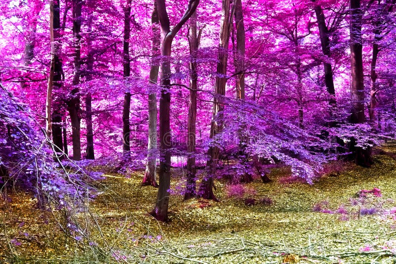 Beautiful Pink and Purple Infrared Panorama View into a Forest ...