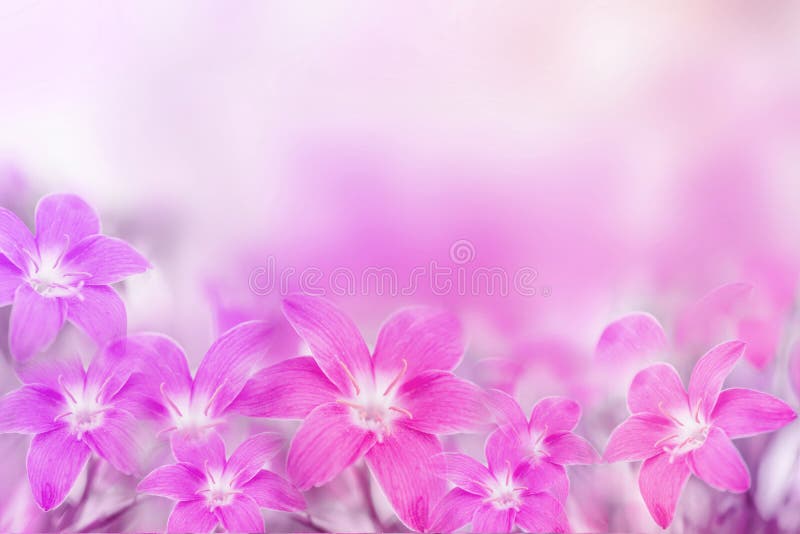 Hoa Lily nở rộ, tươi sáng, mang lại sự mềm mại và tinh khiết. Nếu bạn yêu thích sự nhẹ nhàng và mong muốn tìm kiếm một bức ảnh đẹp, giờ đây đã có một ảnh Lily để đắm mình trong vẻ đẹp tự nhiên của hoa.