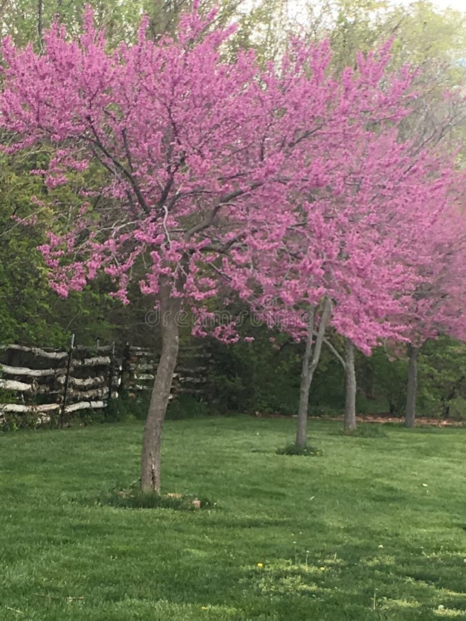 purple tree with pink flowers purple tree with pink flowers