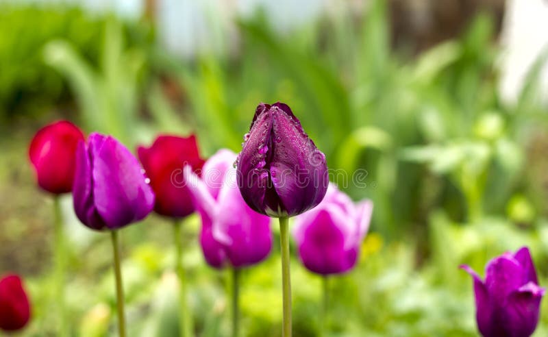 Pink and purple tulips in drops of dew on a flower bed close-up