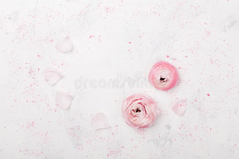 Beautiful pink ranunculus flowers on white table overhead view. Floral border in pastel color. Wedding mockup in flat lay style. stock photos Beautiful pink ranunculus flowers on white table overhead view. Floral border in pastel color. Wedding mockup in flat lay style. stock photos