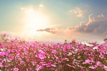 34,964 Cosmos Flower Field Stock Photos - Free & Royalty-Free Stock ...