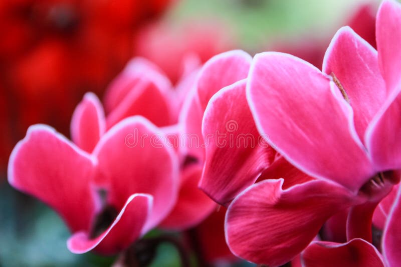 Beautiful pink and red cyclamen flowers stock images Beautiful pink and red cyclamen flowers stock images