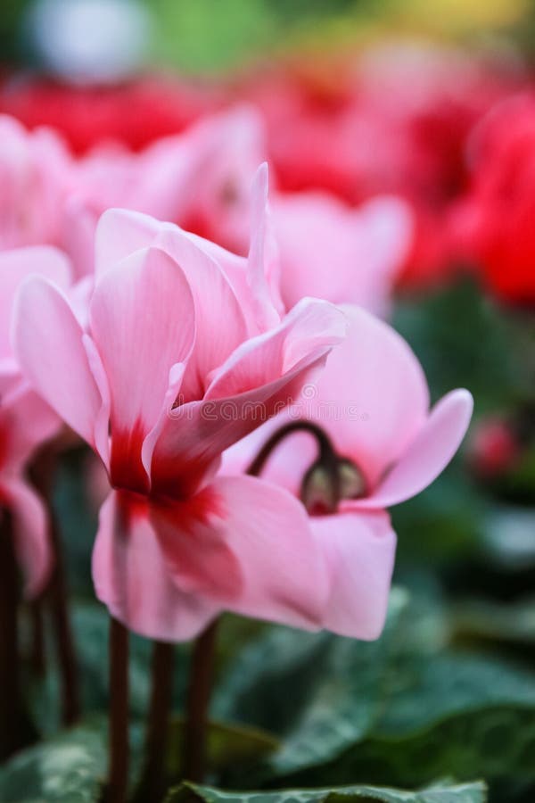 Beautiful pink and red cyclamen flowers royalty free stock image Beautiful pink and red cyclamen flowers royalty free stock image