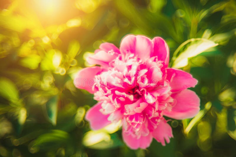 Beautiful pink red peony flower in bloom. Paeonia, Paeoniaceae. They are native to Asia, Europe and Western North America. Peonies are among the most popular royalty free stock photo Beautiful pink red peony flower in bloom. Paeonia, Paeoniaceae. They are native to Asia, Europe and Western North America. Peonies are among the most popular royalty free stock photo