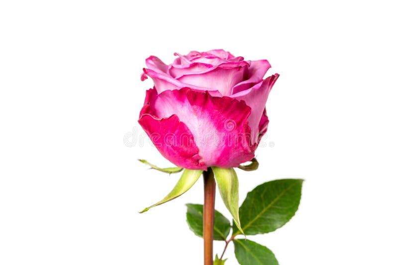 Beautiful Pink Red Rose with Stem Isolated on White Background Stock