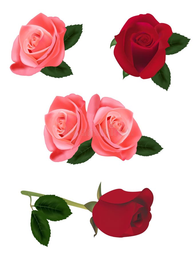 Beautiful pink and red roses. vector illustration