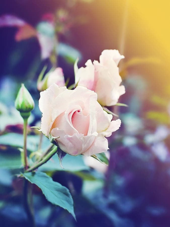 Beautiful Pink Rose Blooms in the Garden. Tinted Photograph Stock Image ...