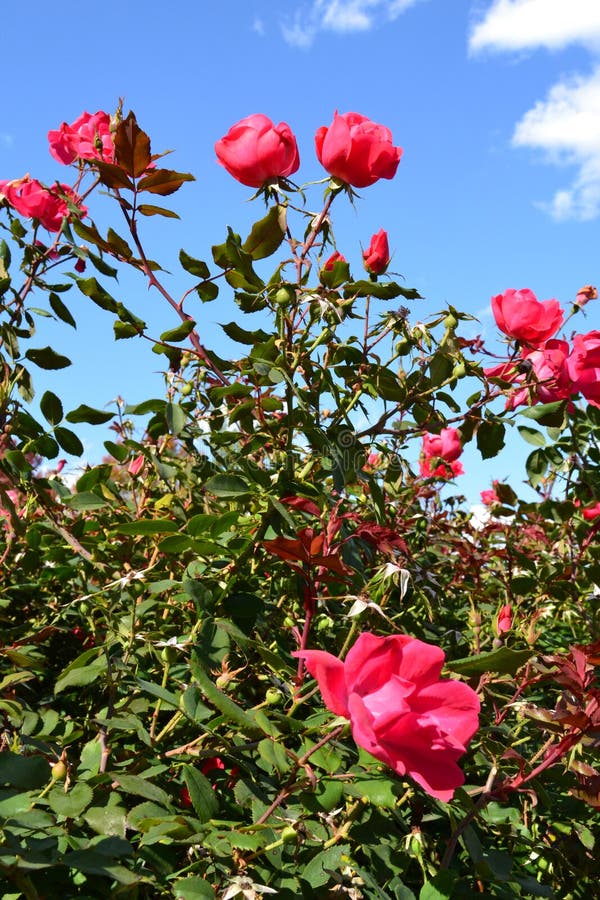 Beautiful Pink Rose Bush