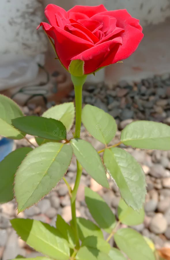 Beautiful Pink Rose flower bud with leaf stock images Beautiful Pink Rose flower bud with leaf stock images
