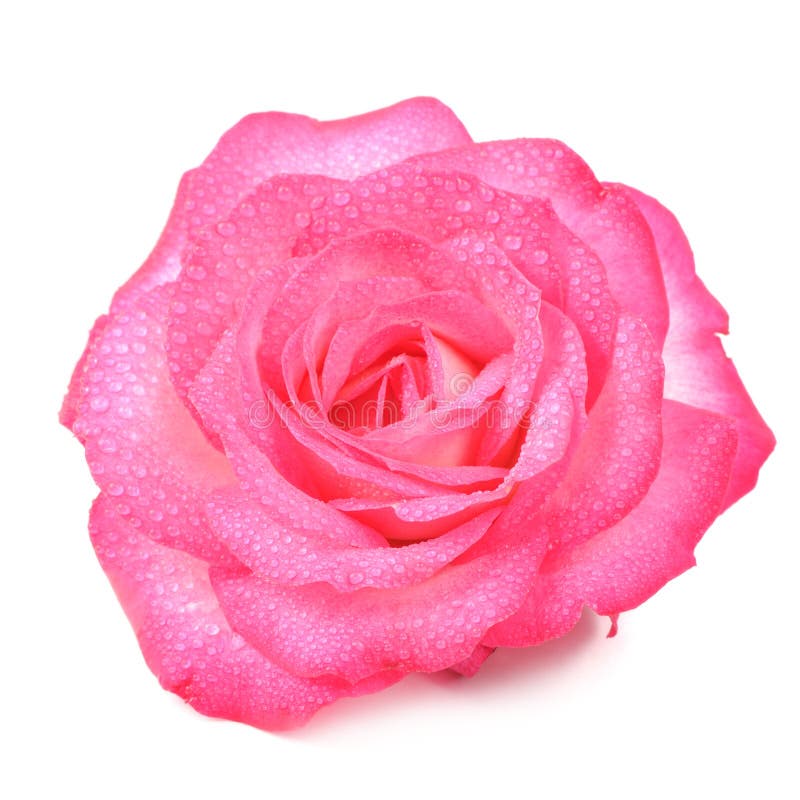Beautiful Pink Rose Flower with Water Drops Isolated on White