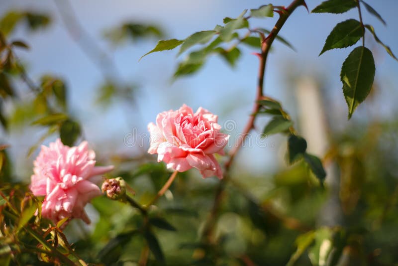 A Beautiful Pink Rose in the Garden Stock Image - Image of bush, bloom ...