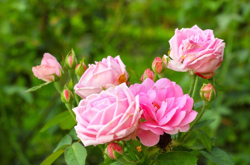 Beautiful Pink Rose in a Garden Stock Photo - Image of floral, delicate ...