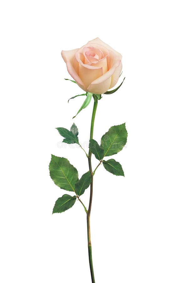 Pink Rose stock photo. Image of romance, pink, dating - 5349322